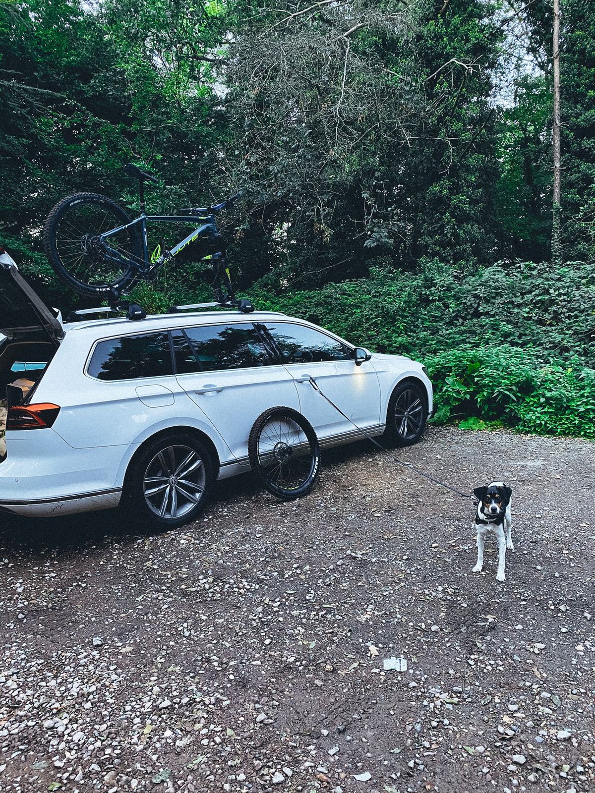 Photograph from the post Trail Dogs: how I ride trails with my dog